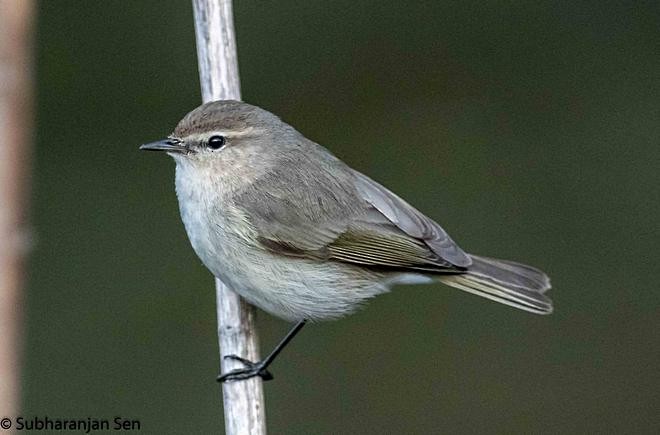 Common Chiffchaff (Siberian) - Subharanjan Sen