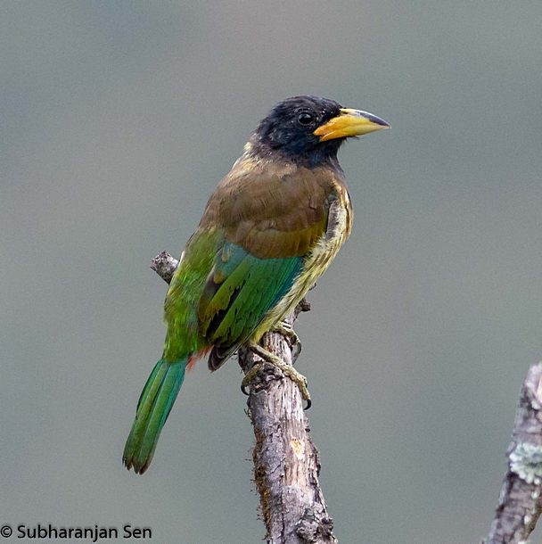 Great Barbet - ML379006581