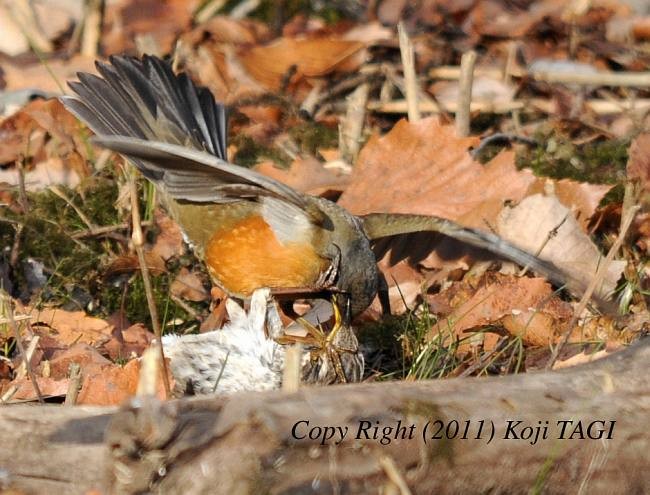 Brown-headed Thrush - Koji  Tagi