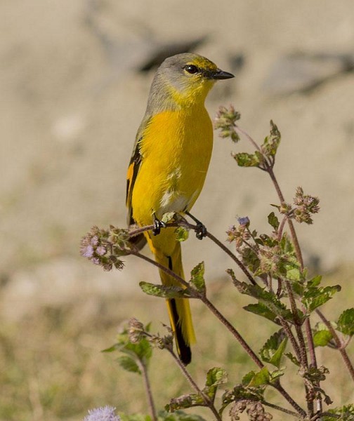 Long-tailed Minivet - ML379008301