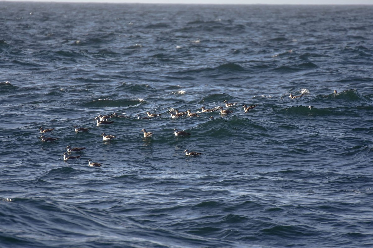 Cory's Shearwater - Nova Scotia Bird Records