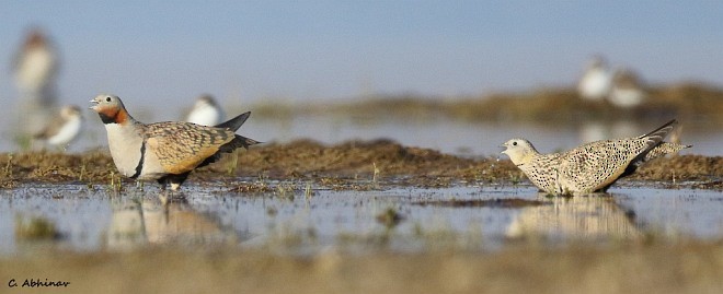 Black-bellied Sandgrouse - ML379009311