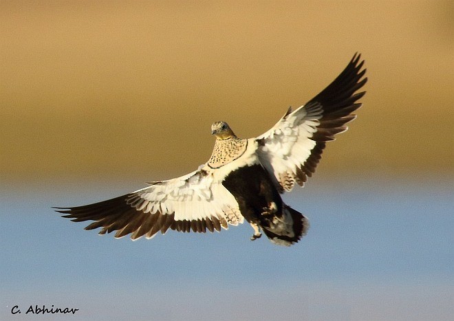 Black-bellied Sandgrouse - C. Abhinav