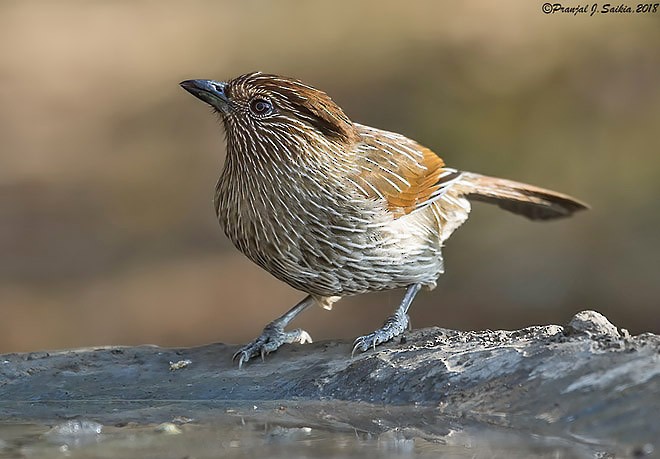 Striated Laughingthrush - ML379009711