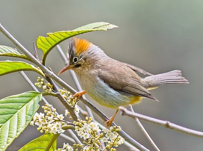 Rotsteißyuhina - ML379009741