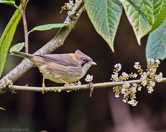 Gelbnackenyuhina - ML379009751