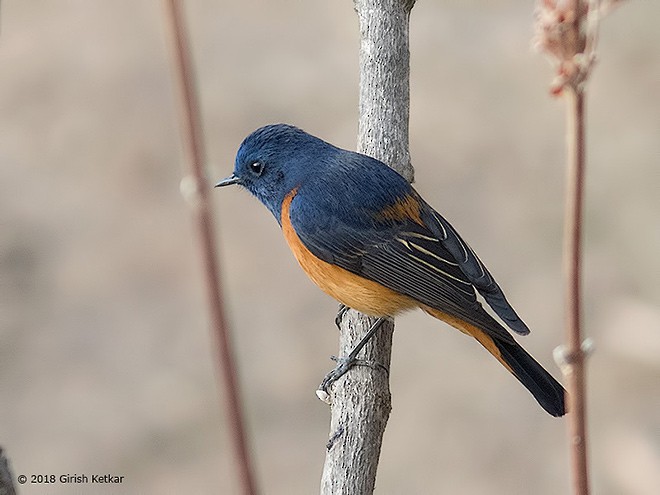 Blue-fronted Redstart - ML379010661