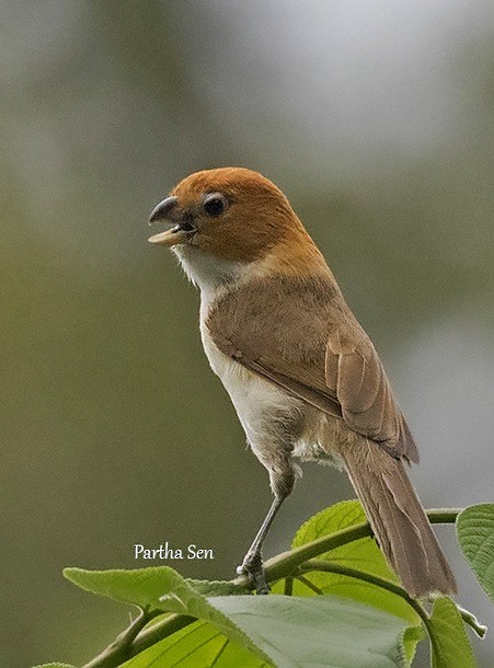 Paradoxornis à tête rousse - ML379011241