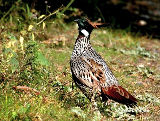 Koklass Pheasant - ML379011501