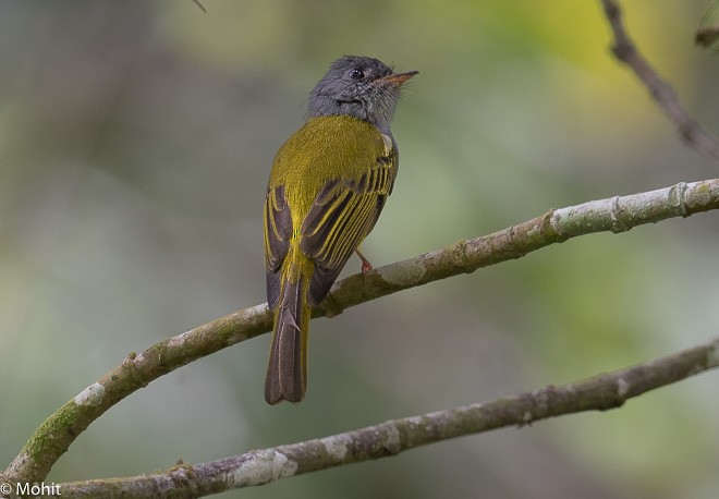 Gray-headed Canary-Flycatcher - ML379012031