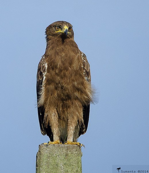 Indian Spotted Eagle - ML379012421