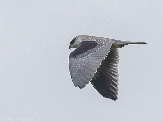 Black-winged Kite (Asian) - ML379012631