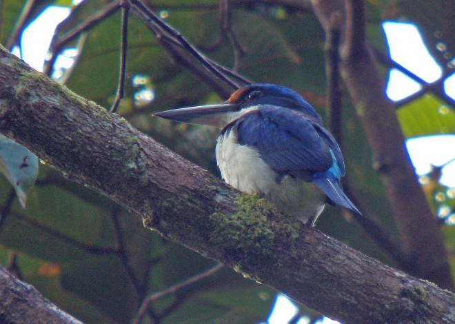 Rufous-lored Kingfisher - ML379013311