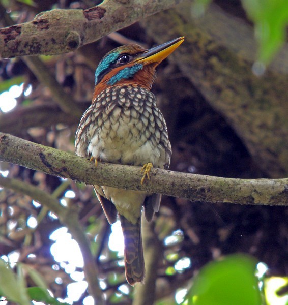 Spotted Kingfisher - ML379013371