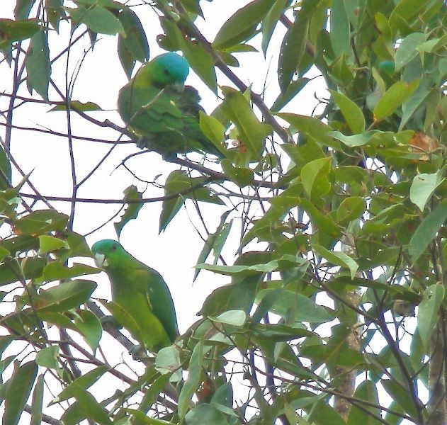 Blue-crowned Racquet-tail (Blue-capped) - ML379013391