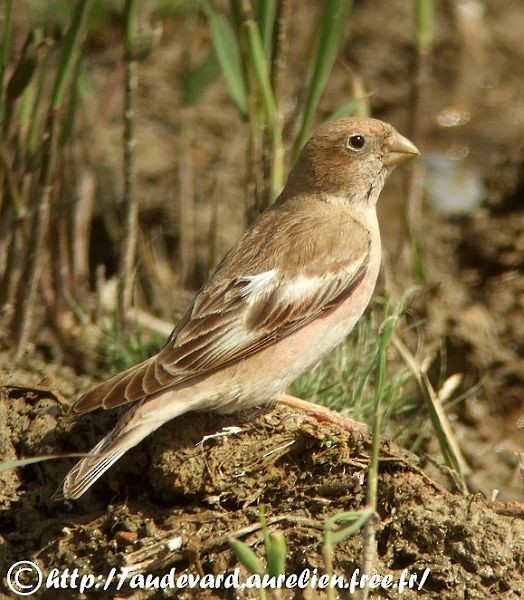 Mongolian Finch - AUDEVARD Aurélien