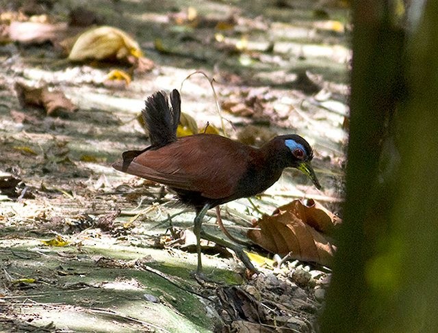 Blue-faced Rail - ML379014831