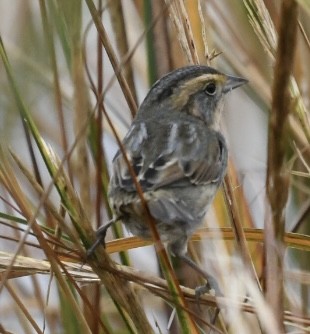 Nelson's/Saltmarsh Sparrow (Sharp-tailed Sparrow) - ML379015381