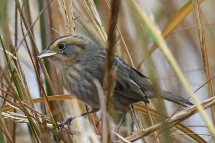 Nelson's/Saltmarsh Sparrow (Sharp-tailed Sparrow) - ML379015391