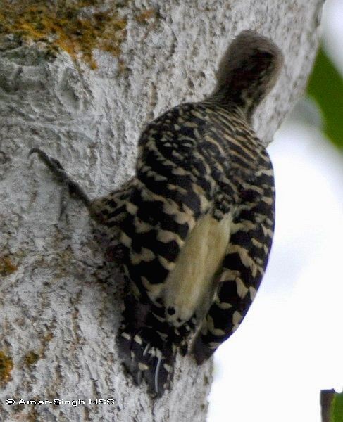 Buff-rumped Woodpecker - Amar-Singh HSS