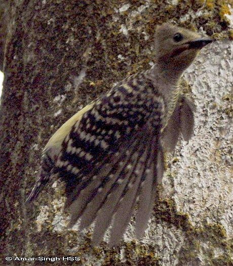 Buff-rumped Woodpecker - ML379016281