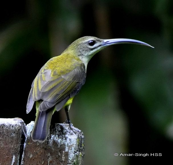 Little Spiderhunter - ML379016301