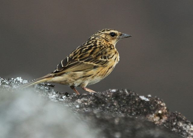 Nilgiri Pipit - ML379016371
