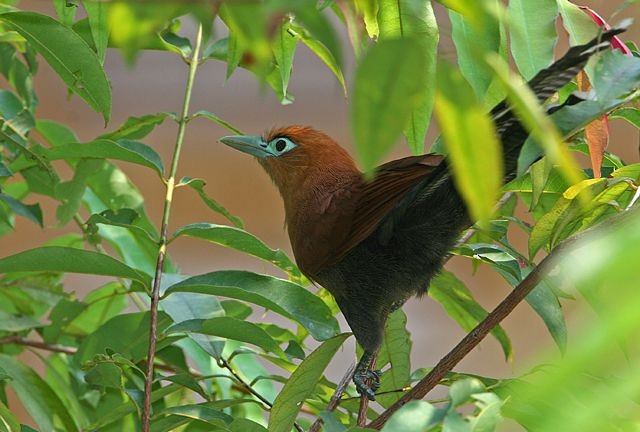 Raffles's Malkoha - ML379016551