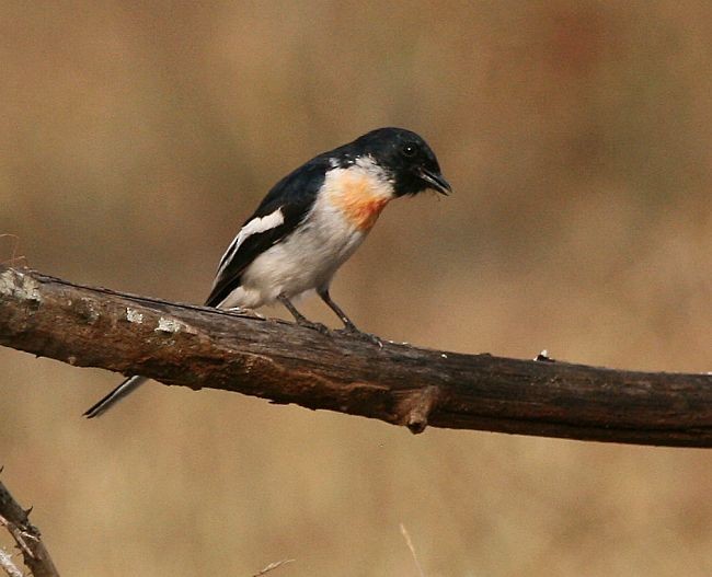 White-bellied Minivet - ML379016651