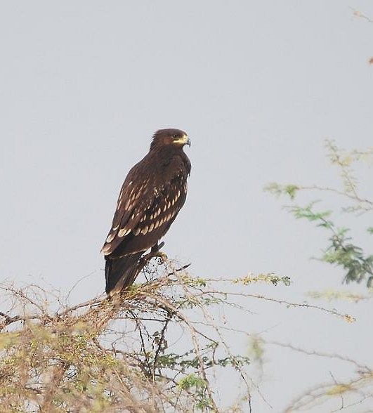 Greater Spotted Eagle - ML379017031