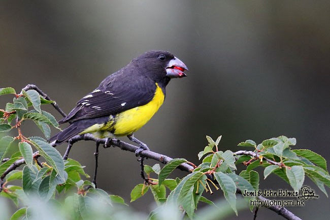 Spot-winged Grosbeak - ML379017451