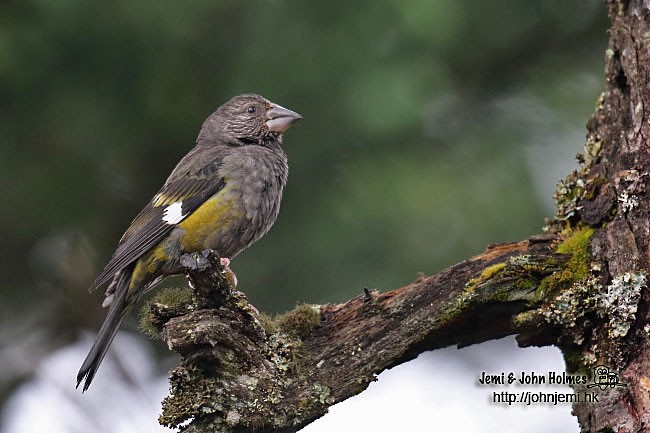 White-winged Grosbeak - ML379017471