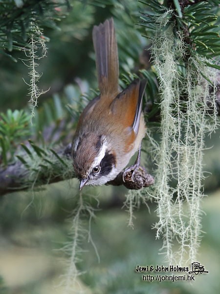 White-browed Fulvetta - ML379017501