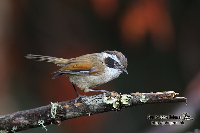 White-browed Fulvetta - ML379017521