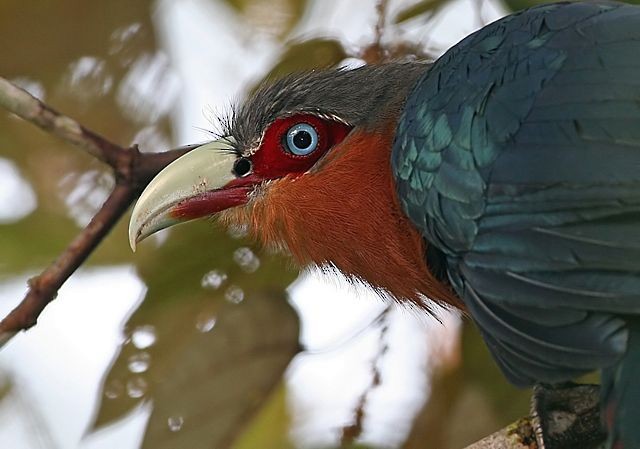 Chestnut-breasted Malkoha - ML379017741