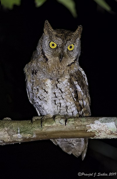 Oriental Scops-Owl (Oriental) - Pranjal J. Saikia