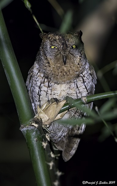 Oriental Scops-Owl (Oriental) - Pranjal J. Saikia