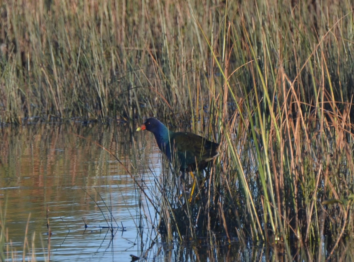 Purple Gallinule - ML37901791