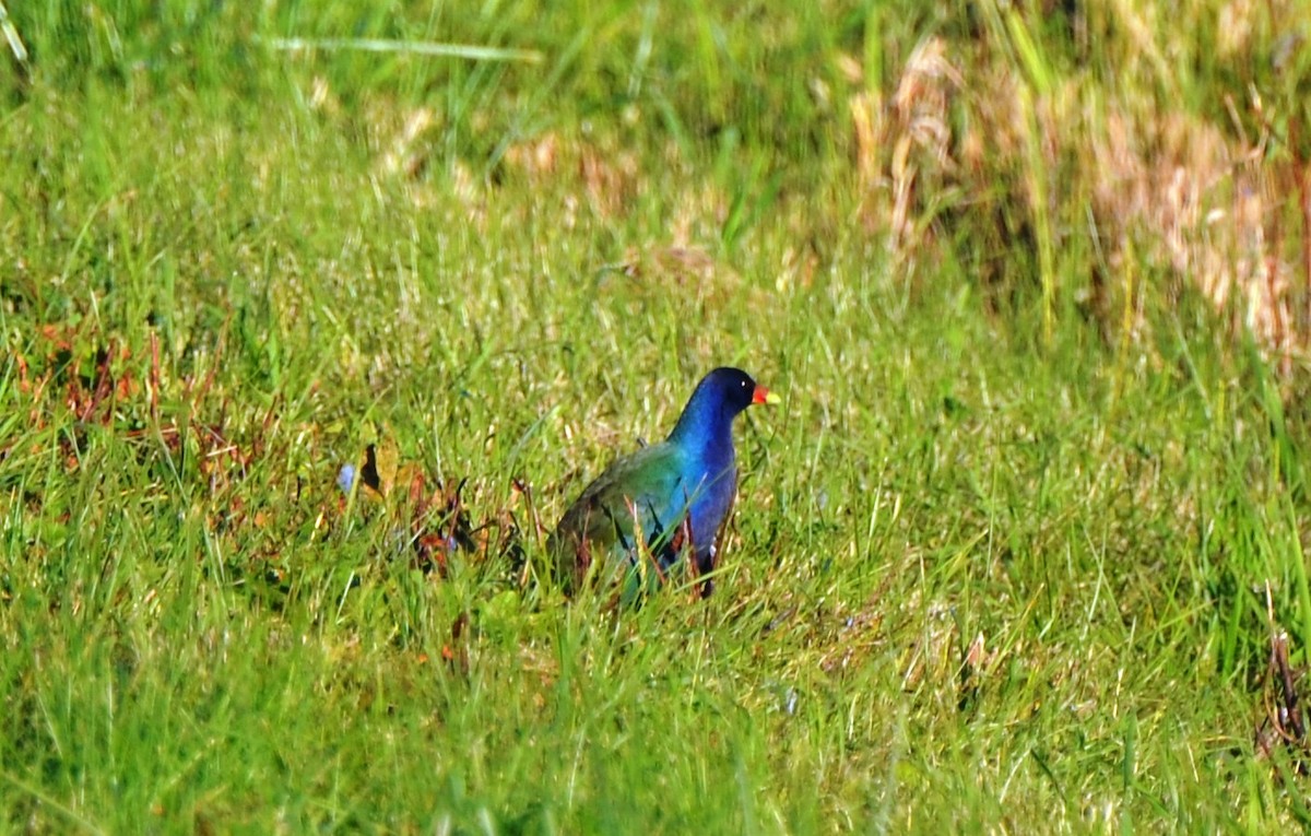 Purple Gallinule - ML37901851