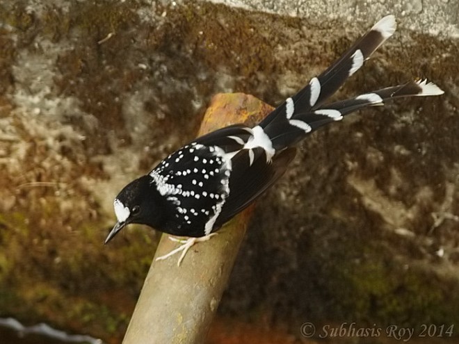Spotted Forktail - ML379018821