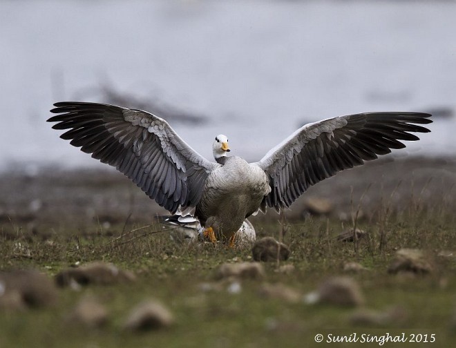 Bar-headed Goose - ML379018841