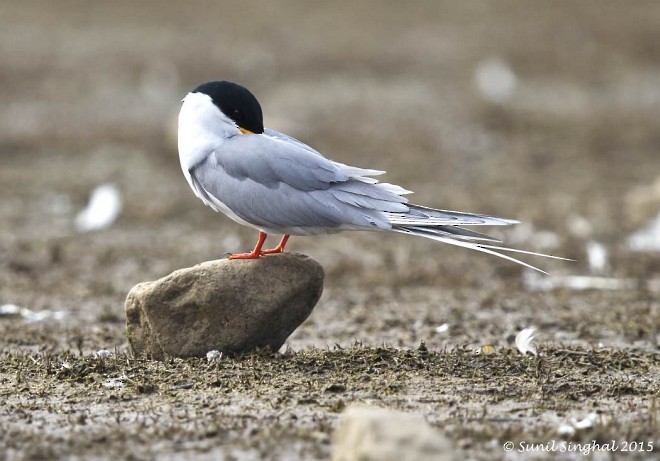 River Tern - ML379018861