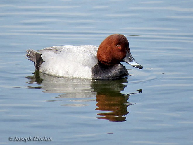 Common Pochard - ML379018971