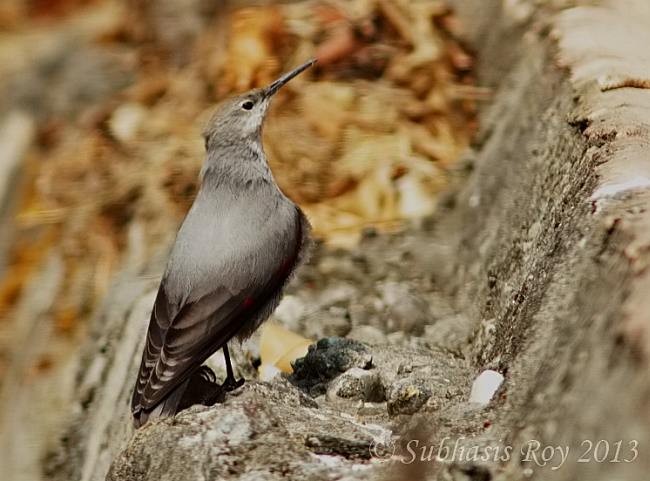 Wallcreeper - ML379019021