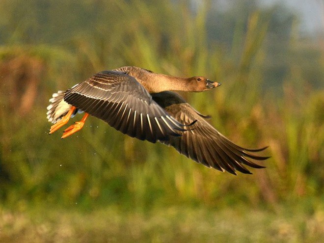 Taiga/Tundra Bean-Goose - ML379019051