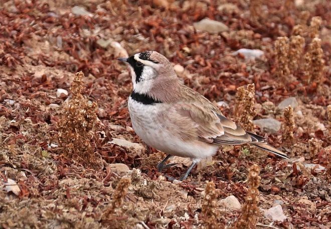 Horned Lark - ML379019281