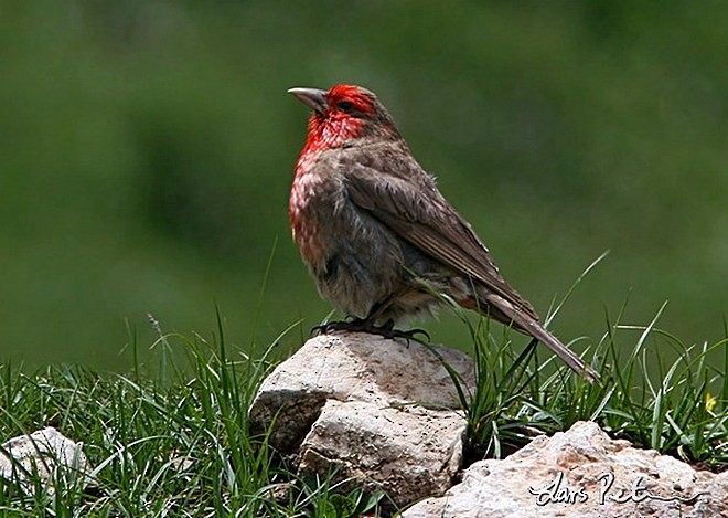 Red-fronted Rosefinch - ML379019701