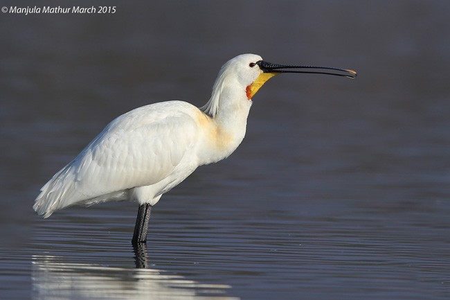 Eurasian Spoonbill - Manjula Mathur