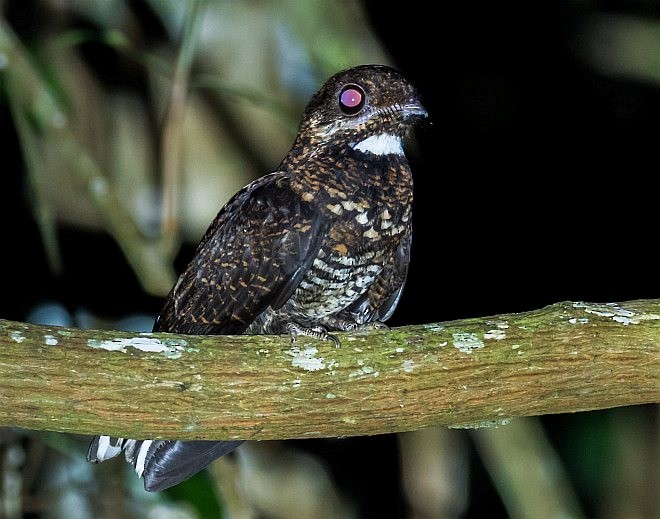 Bonaparte's Nightjar - ML379021261