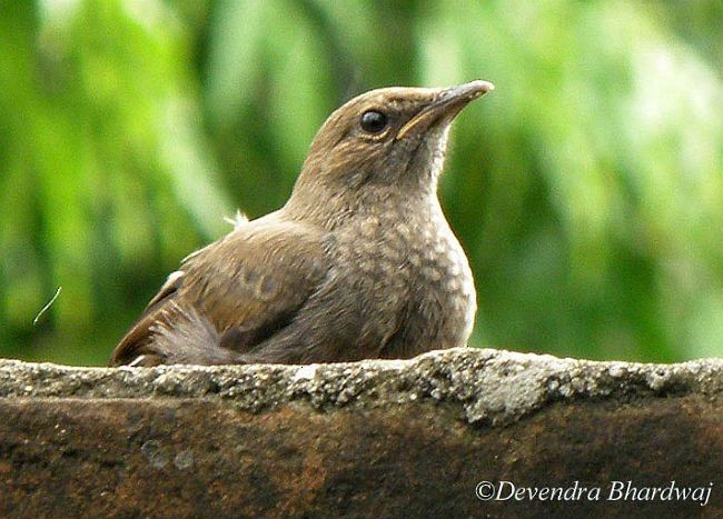 Indian Robin - ML379021331